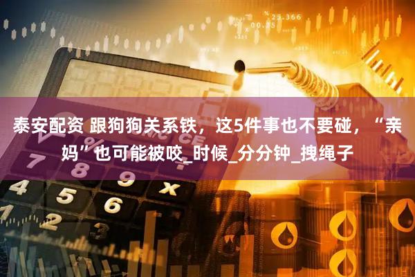 泰安配资 跟狗狗关系铁，这5件事也不要碰，“亲妈”也可能被咬_时候_分分钟_拽绳子